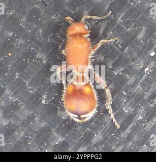 Four-spotted Velvet Ant (Dasymutilla quadriguttata) Stock Photo