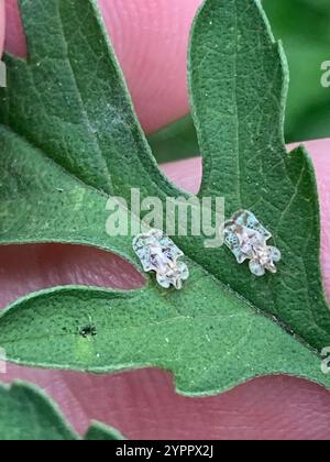 Chrysanthemum Lace Bug (Corythucha marmorata) Stock Photo