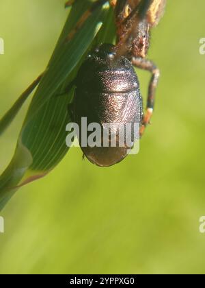 Forget-me-not Shieldbug (Sehirus luctuosus) Stock Photo