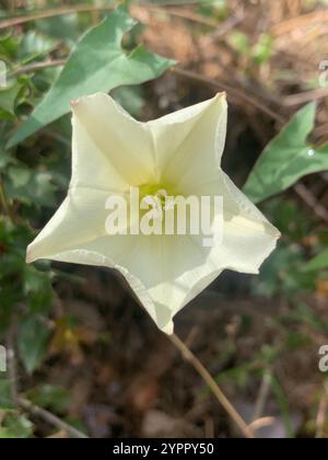 Scammony (Convolvulus scammonia) Stock Photo