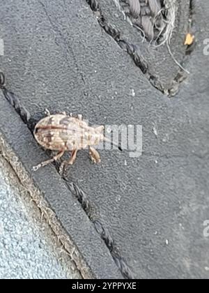 Apple Blossom Weevil (Anthonomus pomorum) Stock Photo