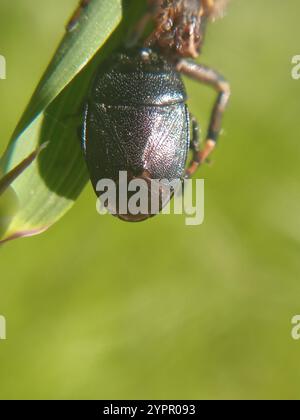 Forget-me-not Shieldbug (Sehirus luctuosus) Stock Photo