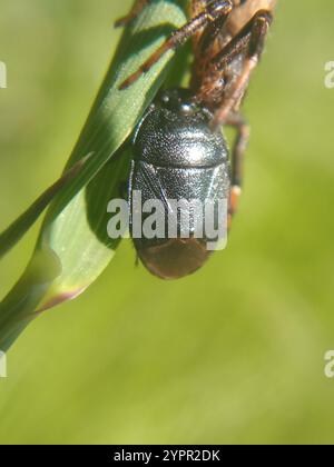 Forget-me-not Shieldbug (Sehirus luctuosus) Stock Photo