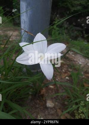 Drummond's rain lily (Zephyranthes drummondii Stock Photo - Alamy