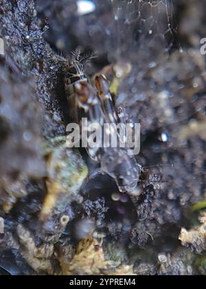 Smaller Sand Cricket (Ellipes minuta) Stock Photo