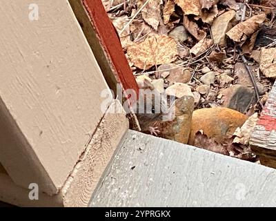 Southern Red-backed Vole (Clethrionomys gapperi) Stock Photo