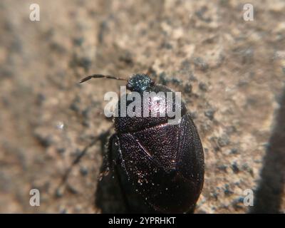 Forget-me-not Shieldbug (Sehirus luctuosus) Stock Photo