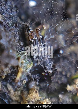 Smaller Sand Cricket (Ellipes minuta) Stock Photo