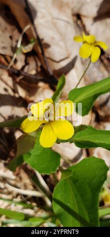 Halberd-leaved violet (Viola hastata) Stock Photo