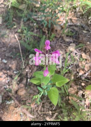 California Hedge Nettle (Stachys bullata) Stock Photo