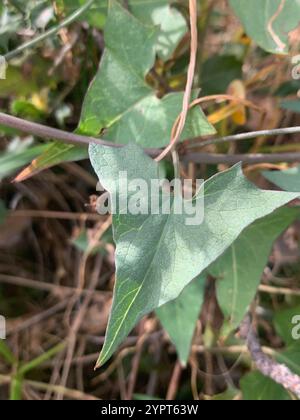 Scammony (Convolvulus scammonia) Stock Photo