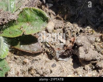 Bronze furrow bee (Halictus tumulorum) Stock Photo