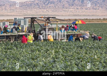 Workers harvesting & packing broccoli vegetable, 'Brassica oleracea italica', early morning light,  Thermal, Riverside County, California. Stock Photo