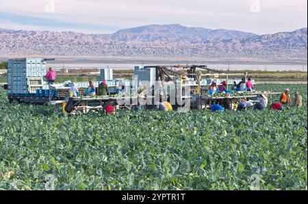 Workers harvesting & packing broccoli vegetable, 'Brassica oleracea italica',   Thermal, Riverside County, California. Stock Photo