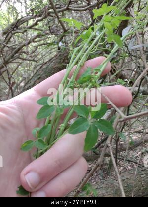 Ladies' Legs (Tropaeolum pentaphyllum) Stock Photo