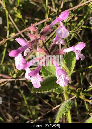 California Hedge Nettle (Stachys bullata) Stock Photo