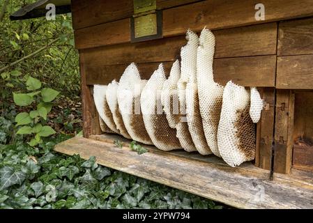 Honeycomb abandoned by colony, honeycomb, wild natural burrow on outside of hive, light-coloured beeswax, dark-coloured cells for brood, rearing and p Stock Photo