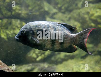 Damba Mipentina, Paretroplus maculatus, Cichlidae. Madagascar. The damba mipentina (Paretroplus maculatus) is a critically endangered species of fish. Stock Photo