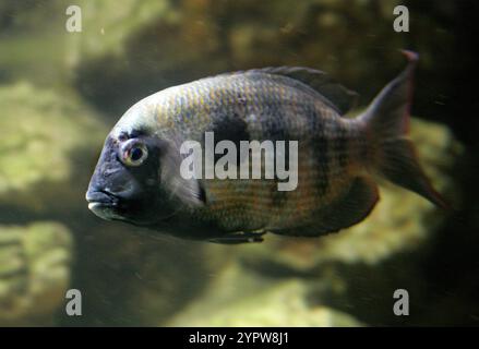 Damba Mipentina, Paretroplus maculatus, Cichlidae. Madagascar. The damba mipentina (Paretroplus maculatus) is a critically endangered species of fish. Stock Photo