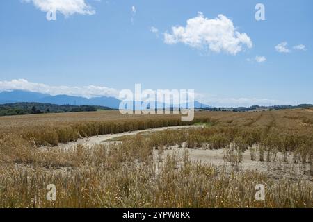 Scenery with view to the Alps in Switzerland. A cornfield partially damaged by thunderstorms and a beautiful view to the Alps on a sunny summer day Stock Photo