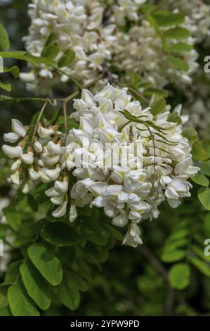 The white flowers of Robinia pseudoacacia. Black Locust False Acacia blooming in the spring Stock Photo