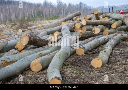 A woodpile of chopped lumber in the forest. A big pile of cut down beech trees. Deforestation Stock Photo