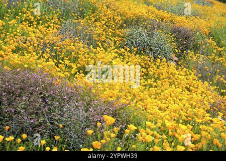 California Golden Poppy and Goldfields blooming in Walker Canyon, Lake Elsinore, CA. USA. Bright orange poppy flowers during California desert super b Stock Photo