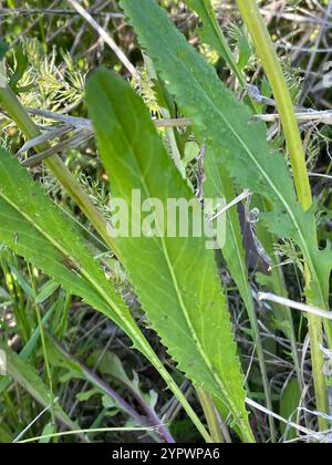 Small's ragwort (Packera anonyma Stock Photo - Alamy