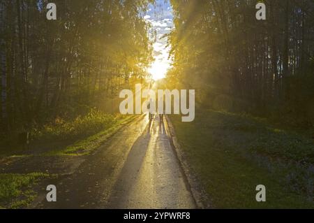The sun's rays break through the fog. Early evening Stock Photo - Alamy