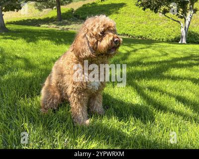 Cute Fluffy Cavapoo Dog on the Grass in a Park Stock Photo