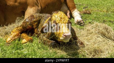 A 5 minute old newborn calf is lying on its side next to its cow mother Stock Photo