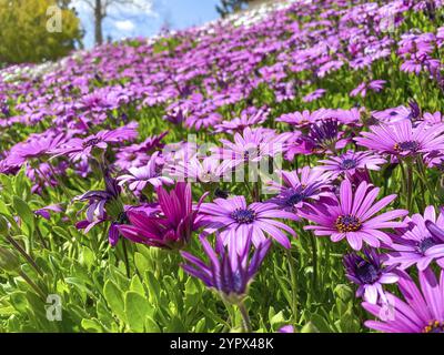 Blooming Cape Marguerite African daisy purple flowers on green background. Purple daisy Stock Photo