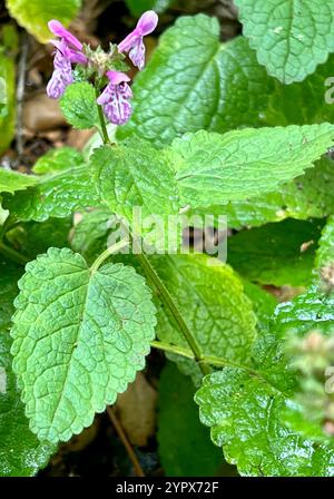 California Hedge Nettle (Stachys bullata) Stock Photo