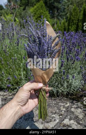 Fresh lavender flowers bouquet in brown paper packaging tied with jute rope Stock Photo