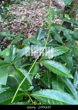 Silverleaf Desmodium (Desmodium uncinatum Stock Photo - Alamy
