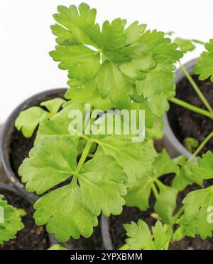 Fresh organic celery growing in the pot isolated on white background Stock Photo