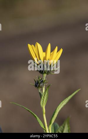 Yellow flowers of The Jerusalem artichoke (Helianthus tuberosus) . Flowering sunroot, sunchoke, wild sunflower, topinambur or earth apple Stock Photo