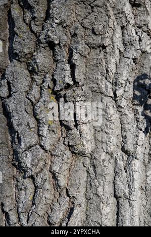 Oak tree trunk. Quercus Tree bark close up. Detail Stock Photo