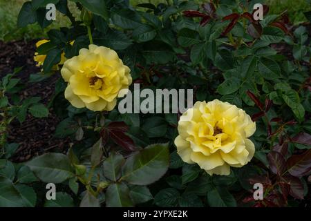 Sparkle and Shine Rose flowers growing in the garden. United States. Stock Photo