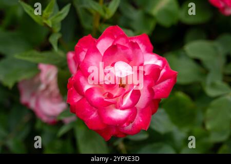 Candy Cane Cocktail Rose flowers growing in the garden. United States. Stock Photo