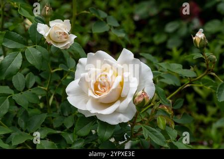 Kosmos Fairy Tale Rose flowers growing in the garden. United States. Stock Photo