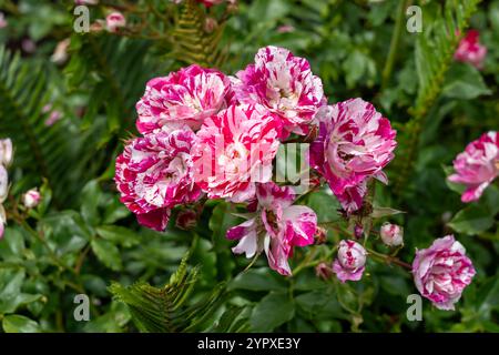 Rockin' Robin Rose flowers growing in the garden. United States. Stock Photo