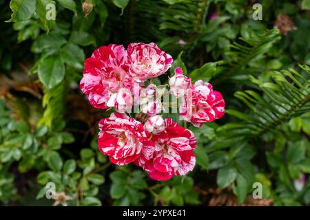 Rockin' Robin Rose flowers growing in the garden. United States. Stock Photo