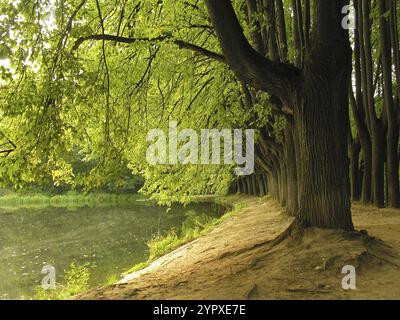 Alley of large old lindens on the bank of the pond. Early autumn Stock Photo