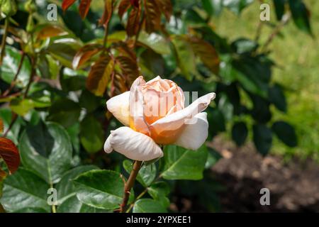 Apricots n' Cream Rose flowers growing in the garden. United States. Stock Photo