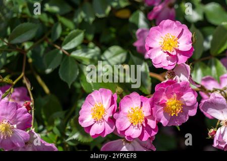 Lavender Dream Rose flowers growing in the garden. United States. Stock Photo
