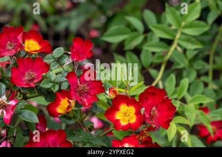 Playful Happy Trails Rose flowers growing in the garden. United States. Stock Photo