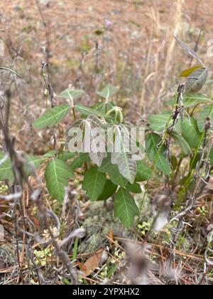 Atlantic poison oak (Toxicodendron pubescens) Stock Photo