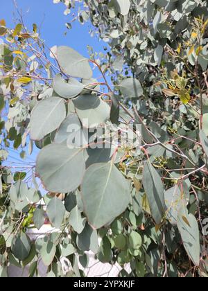 Silver Dollar Gum (Eucalyptus polyanthemos Stock Photo - Alamy
