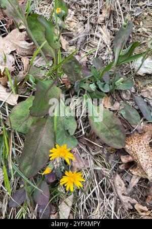 Two-flower Dwarf-dandelion (Krigia biflora), Plantae, Meramec State ...